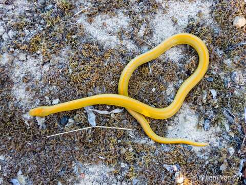 Image of Aurora House Snake