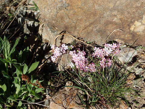 Androsace alpina (L.) Lam. resmi