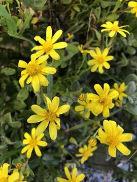 Image of Senecio littoreus Thunb.