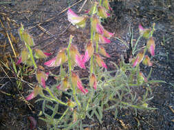 Image of Crotalaria burkeana Benth.