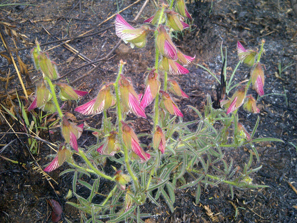 Image of Crotalaria burkeana Benth.