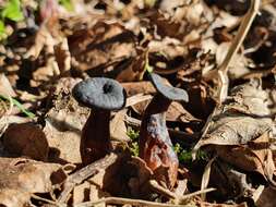 Laccaria violaceonigra G. Stev. 1964 resmi