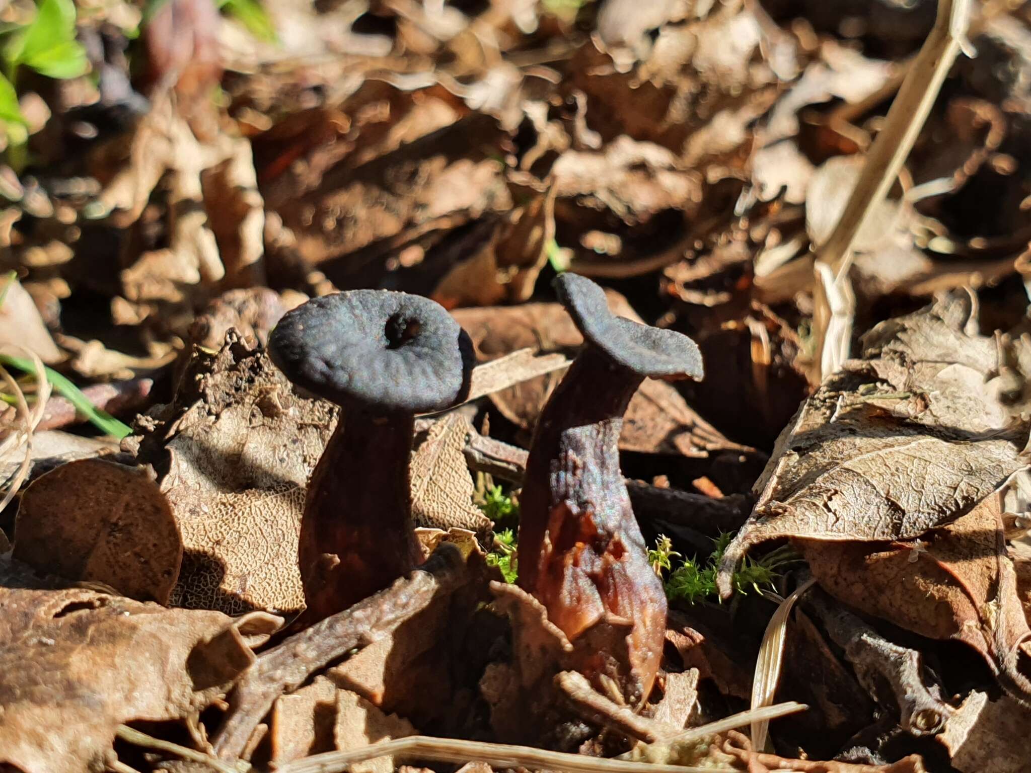 Image of Laccaria violaceonigra G. Stev. 1964