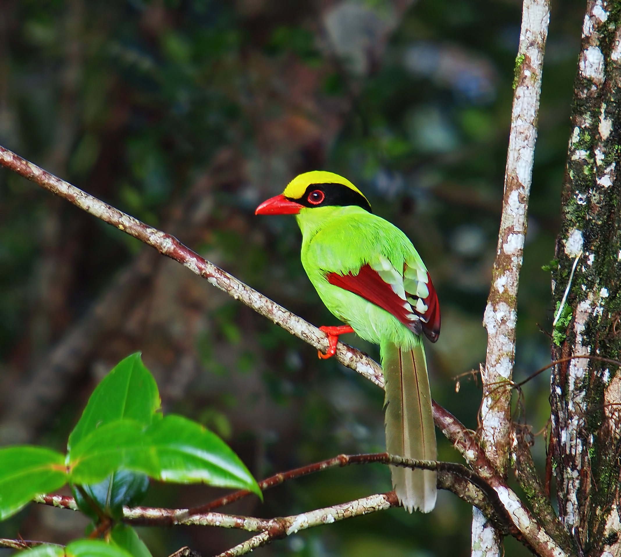 Image of Common Green Magpie