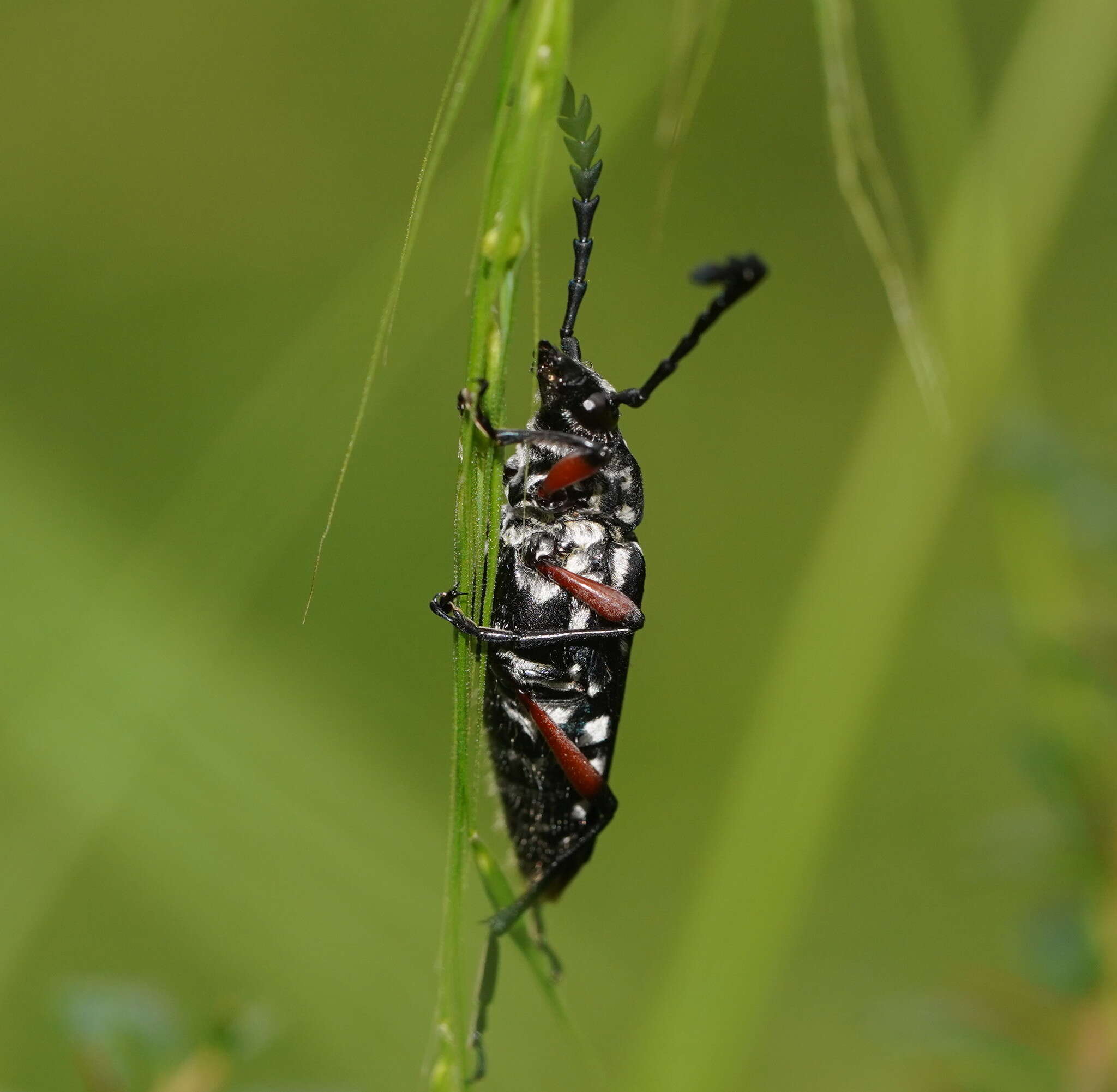 Image of Distichocera thomsonella White 1859