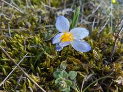 Image of Crocus tauricus (Trautv.) Puring