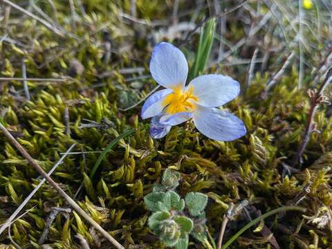 صورة Crocus tauricus (Trautv.) Puring