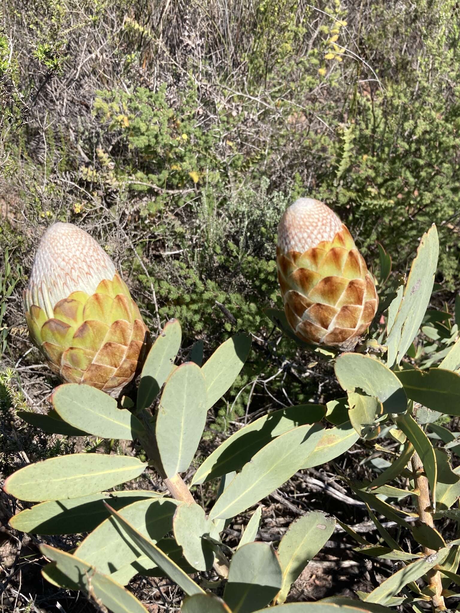 Image of Protea inopina J. P. Rourke