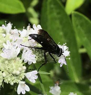 Episyron biguttatus biguttatus (Fabricius 1798) resmi