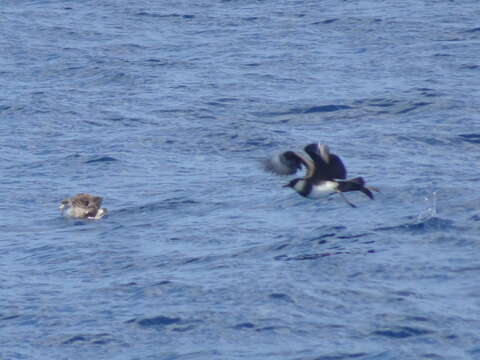 Image of Pomarine Jaeger