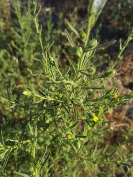 Image of stink aster