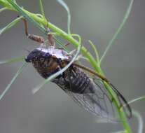 Plancia ëd Diceroprocta olympusa (Walker & F. 1850)