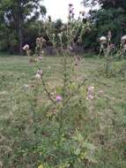 Plancia ëd Cirsium mexicanum DC.