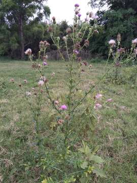 Image de Cirsium mexicanum DC.