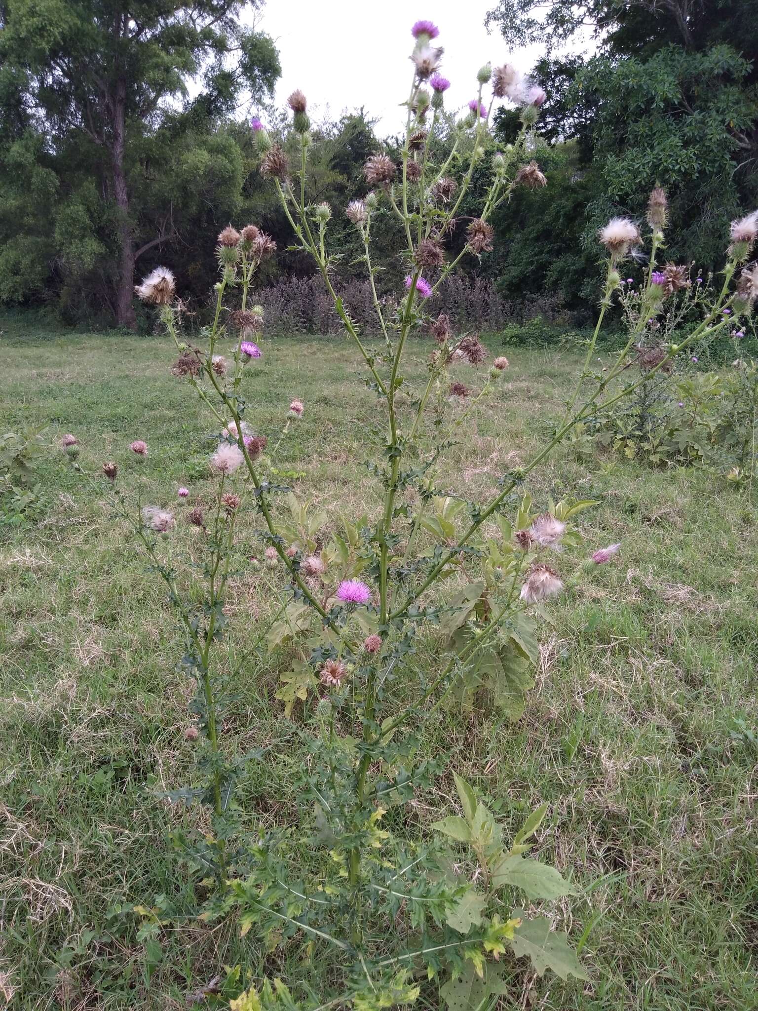 Image de Cirsium mexicanum DC.