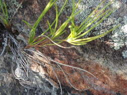 Image of Centella virgata (L. fil.) Drude