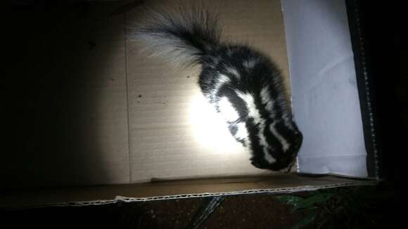 Image of Southern Spotted Skunk