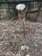 صورة Crepis alpina L.