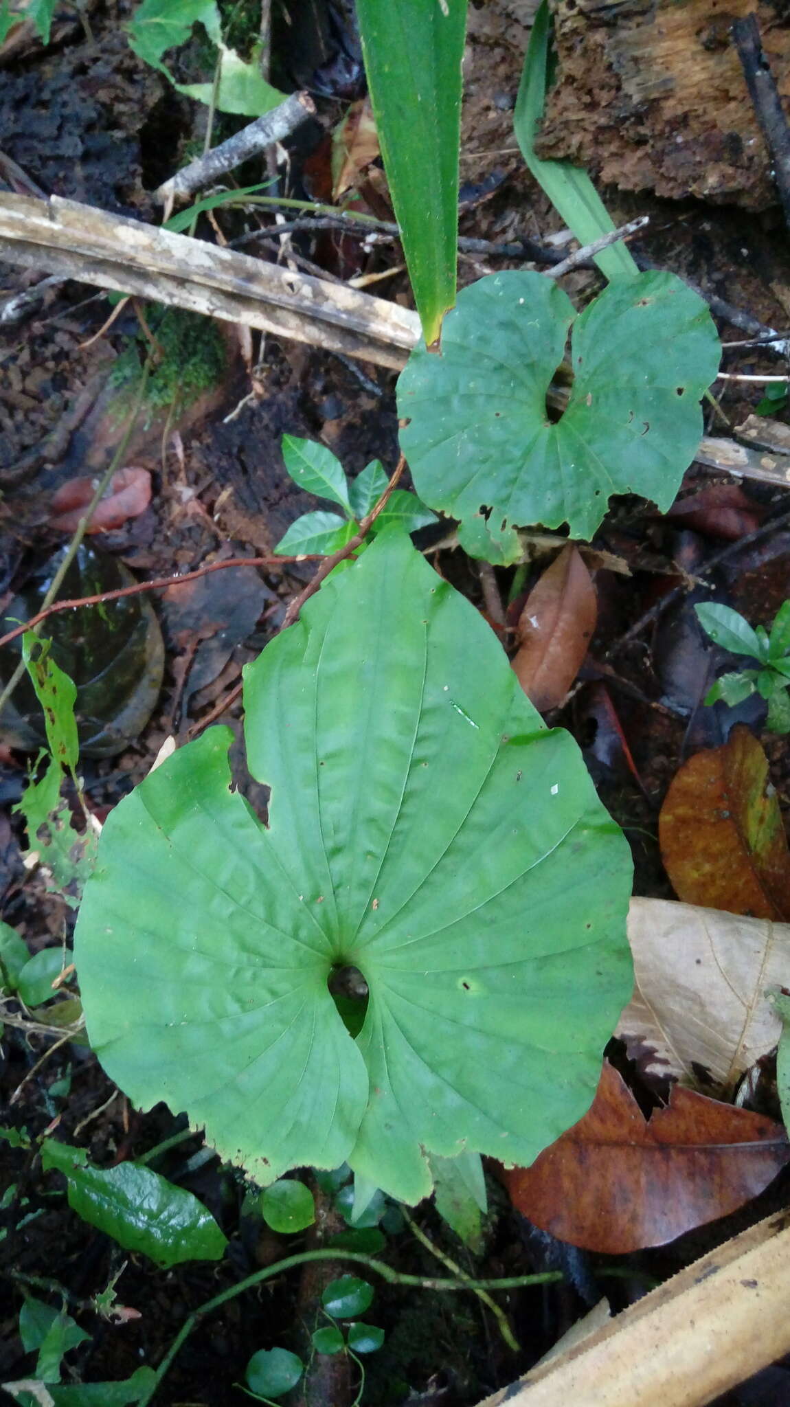 Image of Tall shield orchid