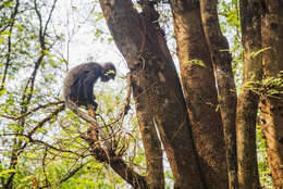 Image of Trachypithecus phayrei shanicus (Wroughton 1917)