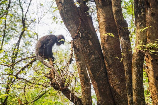 Image of Trachypithecus phayrei shanicus (Wroughton 1917)