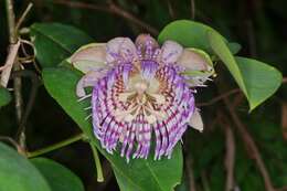 Image de Passiflora laurifolia L.