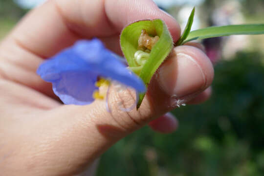 Image of whitemouth dayflower