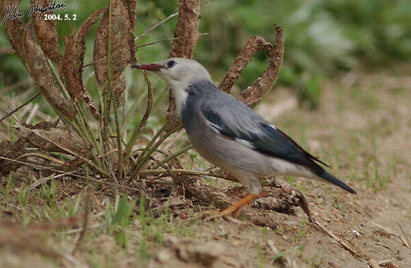 Image of Red-billed Starling