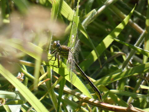 Image of Western Clubtail