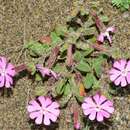 Image of Silene littorea subsp. adscendens (Lag.) Rivas Goday