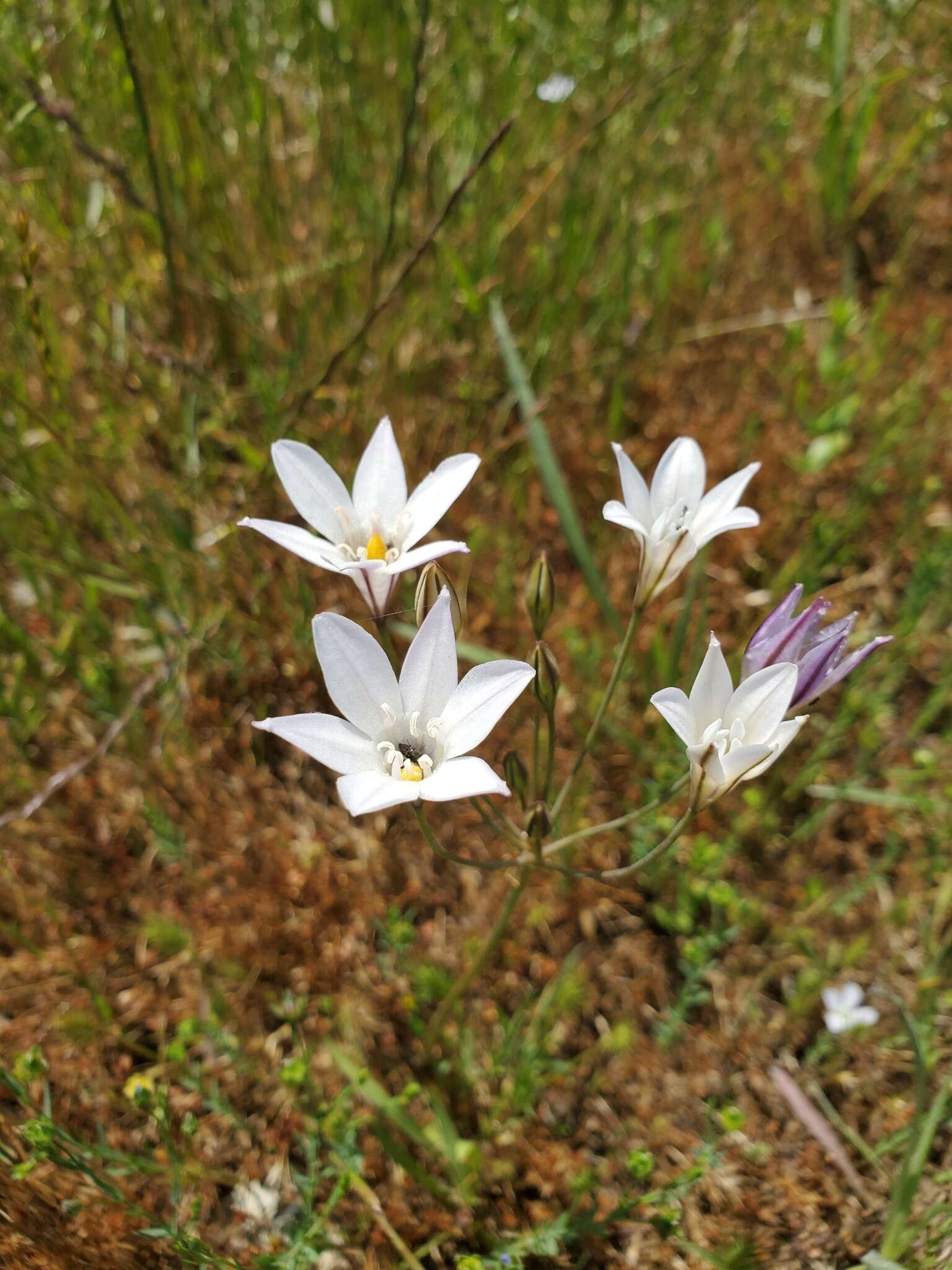 Image of long-ray brodiaea