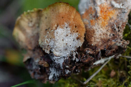 Image of Hypomyces polyporinus Peck 1874