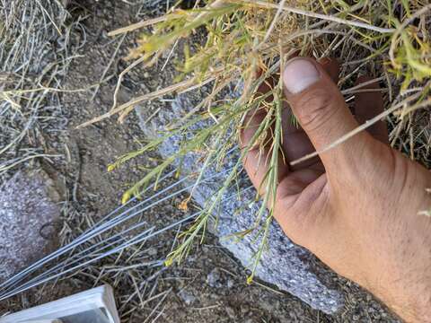 Image of Ericameria nauseosa var. leiosperma (A. Gray) G. L. Nesom & G. I. Baird