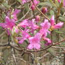 Image of Rhododendron rubropilosum var. taiwanalpinum (Ohwi) S. S. Ying