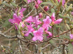 Image of Rhododendron rubropilosum var. taiwanalpinum (Ohwi) S. S. Ying