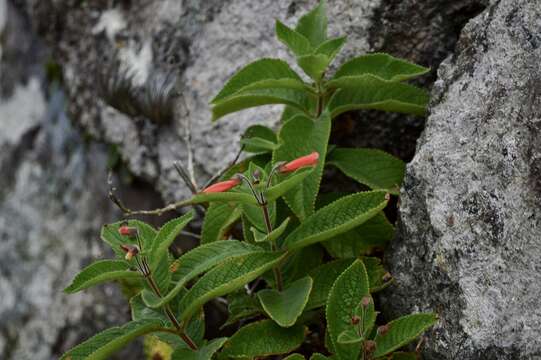 Imagem de Sinningia warmingii (Hiern) Chautems