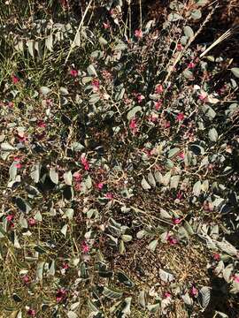 Image of Indigofera monophylla DC.