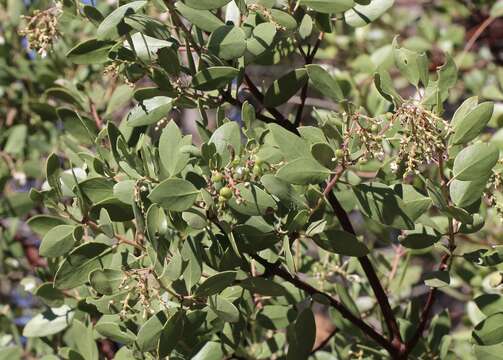 Image of Konocti manzanita