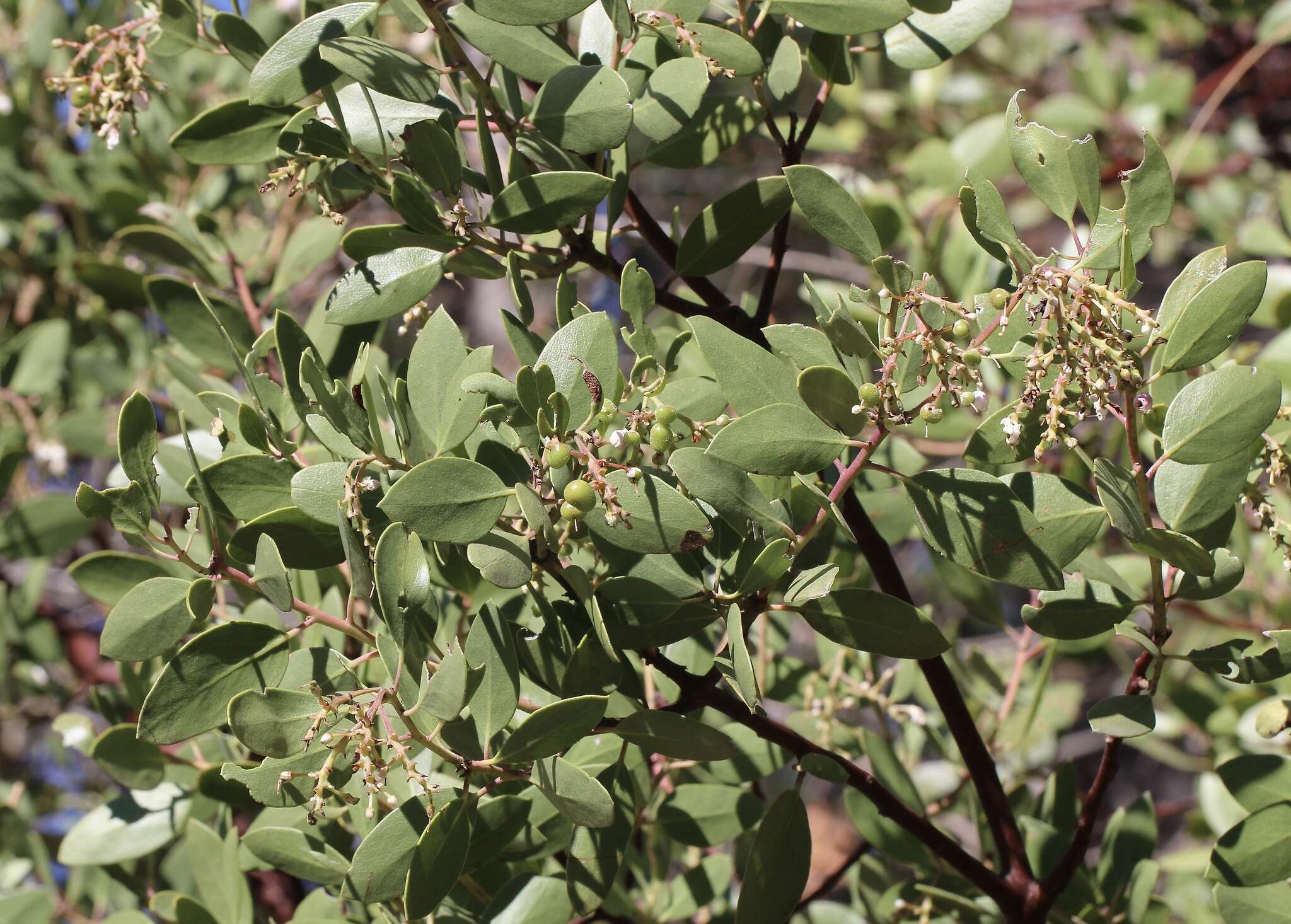 Слика од Arctostaphylos manzanita subsp. elegans (Eastw.) P. V. Wells