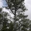 Sivun Pinus nigra subsp. salzmannii (Dunal) Franco kuva