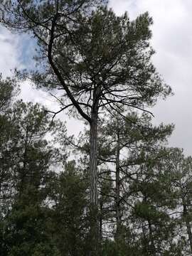 Image of Pinus nigra subsp. salzmannii (Dunal) Franco