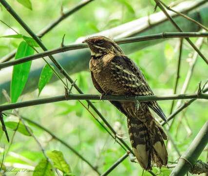 Image of Large-tailed Nightjar