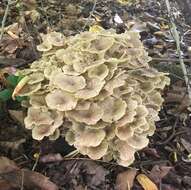 Image of Polyporus umbellatus (Pers.) Fr. 1821