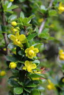 Image of Berberis angulosa Wall.