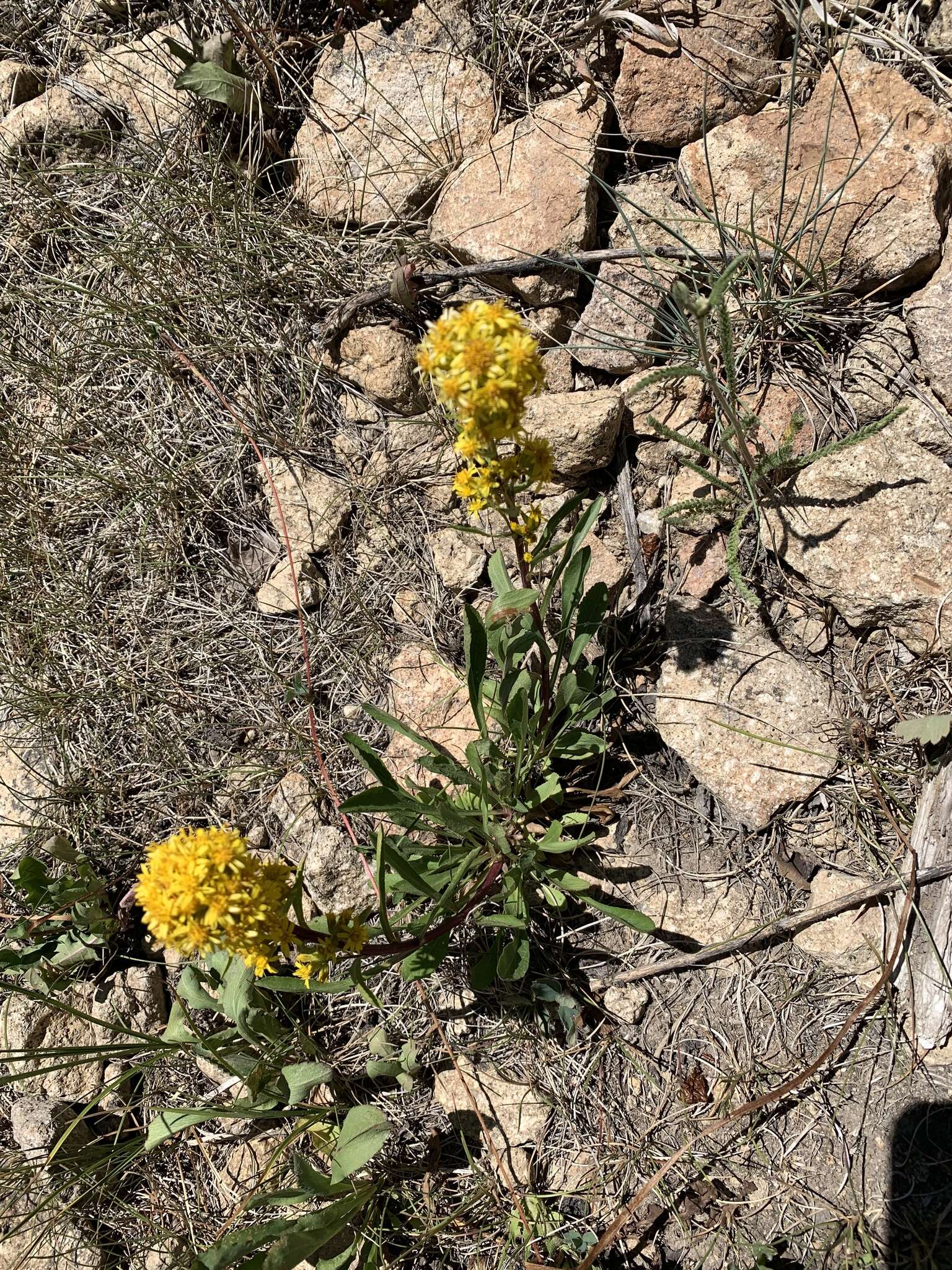 Image of Solidago simplex Kunth