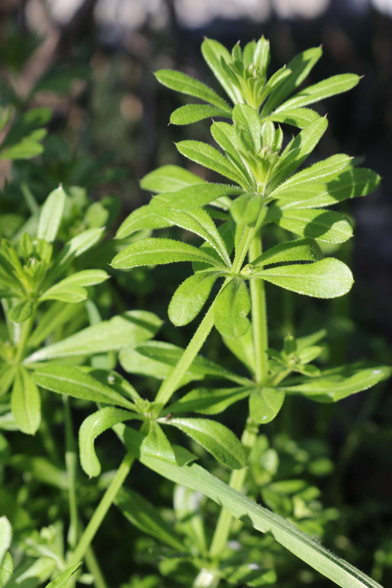 Слика од <i>Galium <i>aparine</i></i> var. aparine