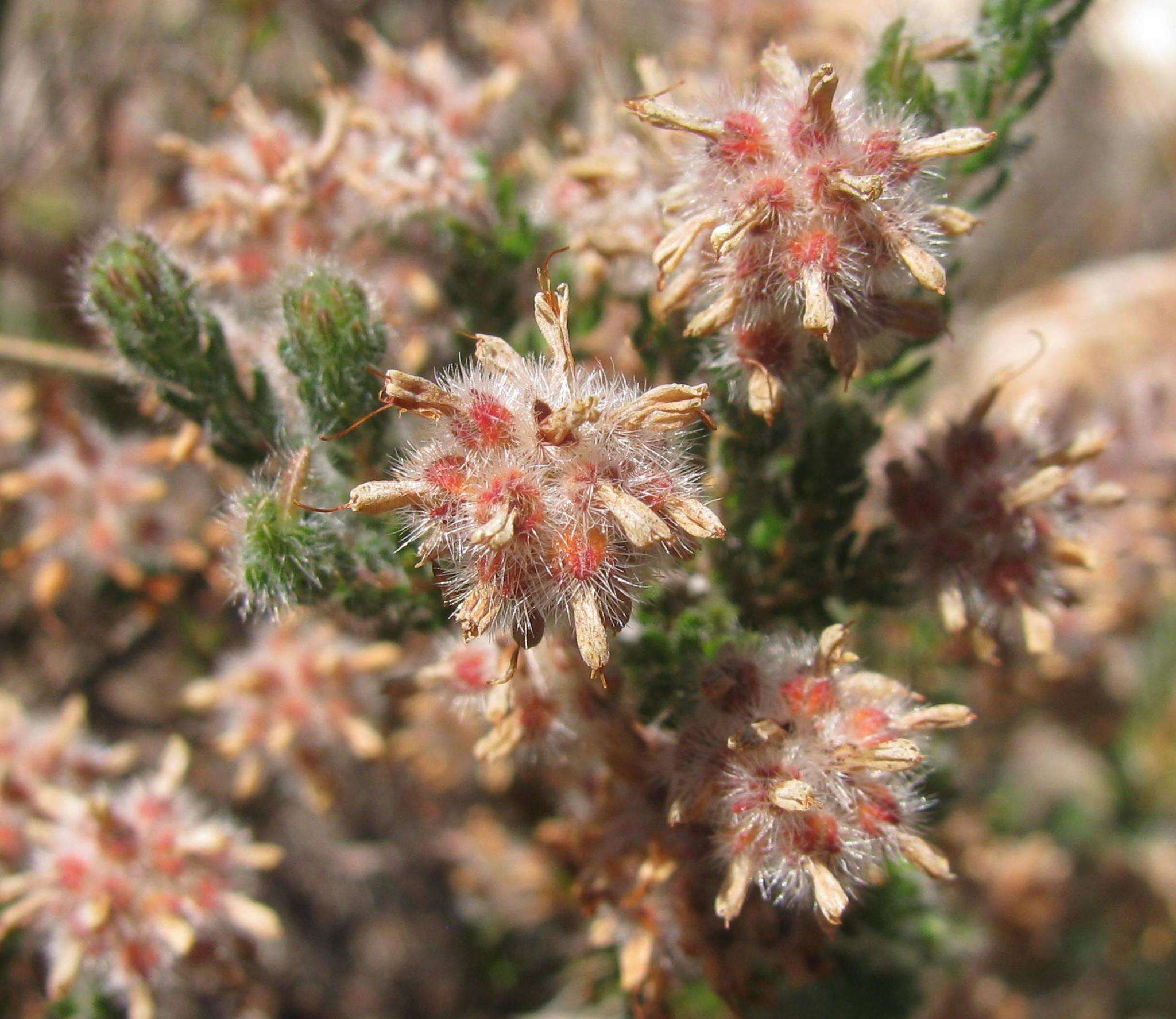 Plancia ëd Erica eriocephala Lam.