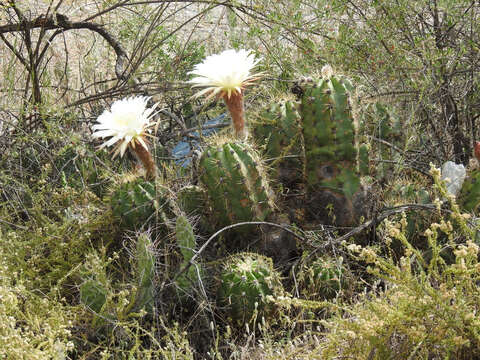 Echinopsis candicans (Gillies ex Salm-Dyck) D. R. Hunt resmi