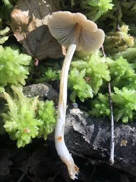 Image of Entoloma conferendum (Britzelm.) Noordel. 1980