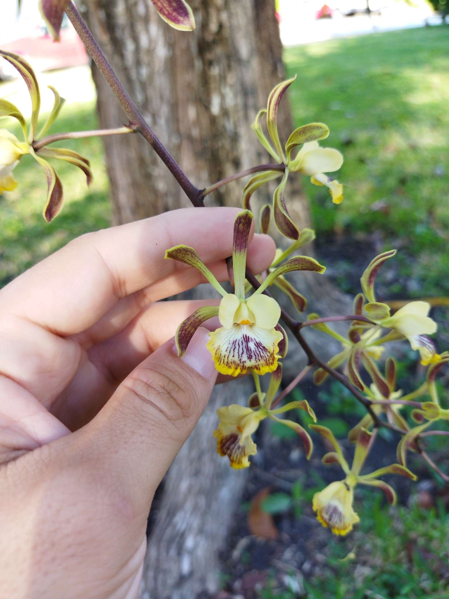 Image de Encyclia alata (Bateman) Schltr.